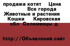 продажа котят  › Цена ­ 15 000 - Все города Животные и растения » Кошки   . Кировская обл.,Соломинцы д.